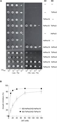 A Small Molecule Inhibitor of Pex3–Pex19 Interaction Disrupts Glycosome Biogenesis and Causes Lethality in Trypanosoma brucei